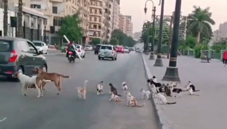 cani gattini randagi cibo