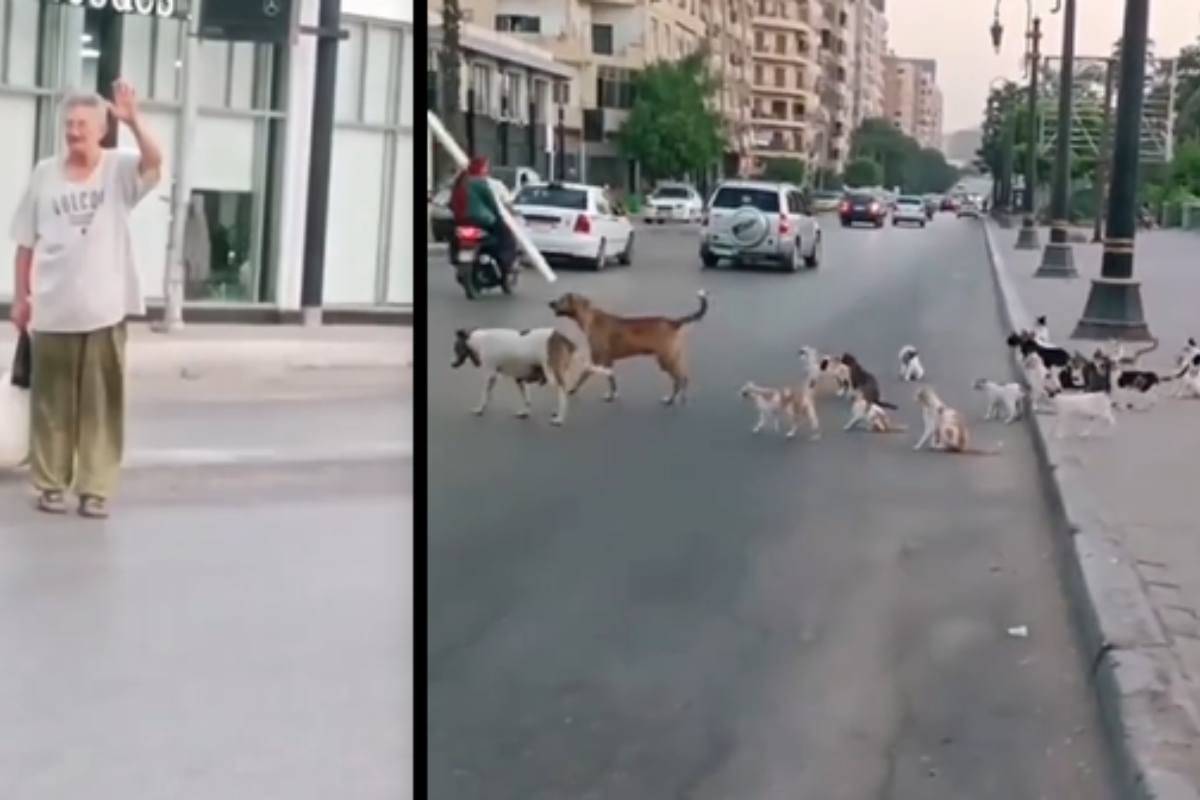 cani gatti randagi amico