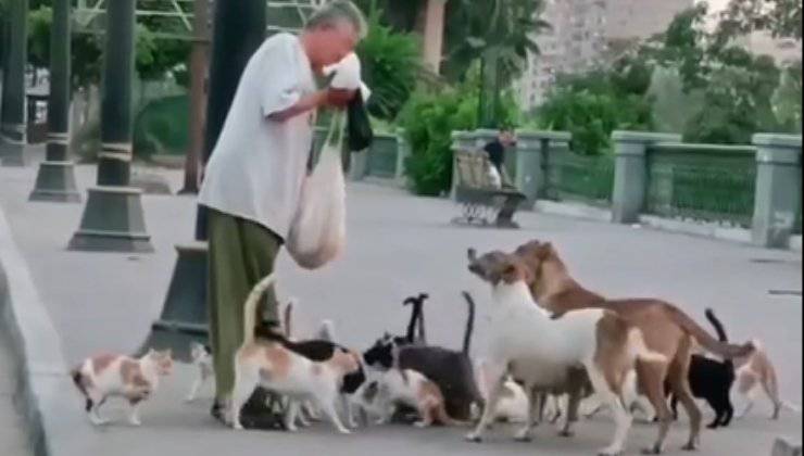 cani gattini randagi signore
