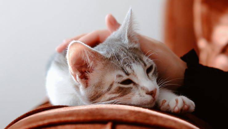 Carezza al gatto