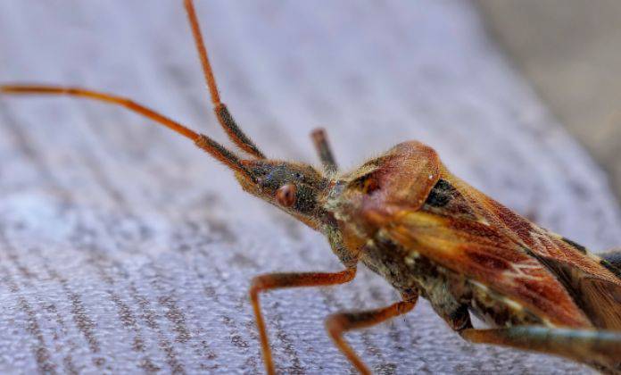 Cimice dei letti