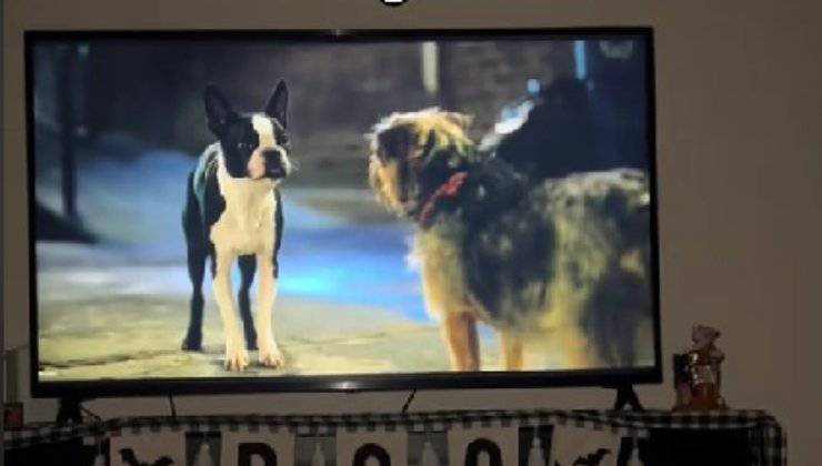 Due cani alla tv