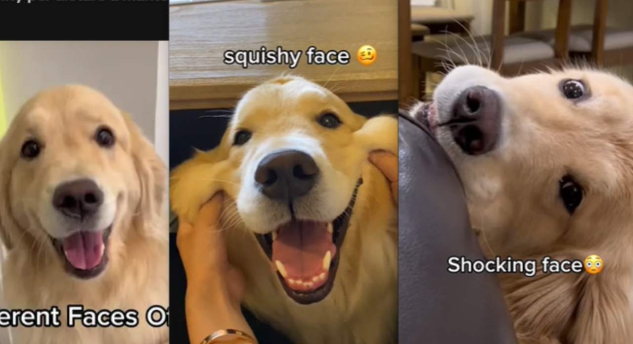espressione Golden Retriever video