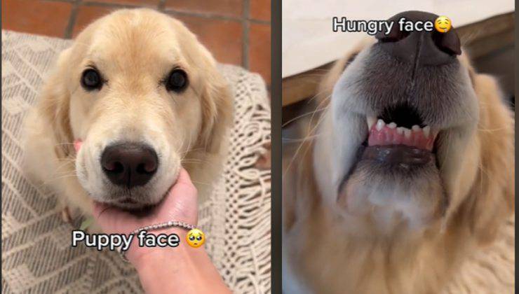 espressioni golden retriever divertenti