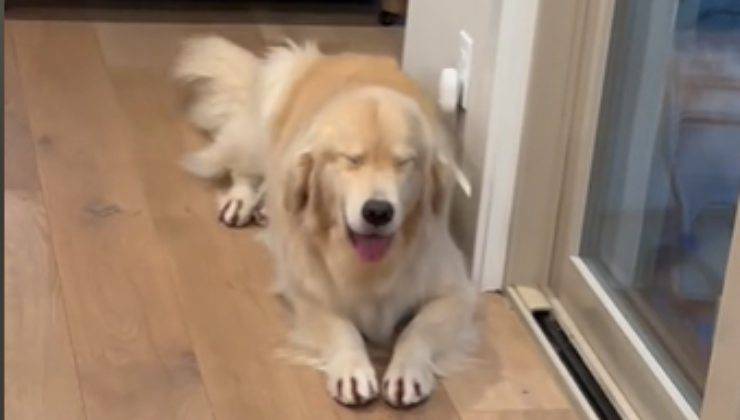 espressioni golden retriever buffe