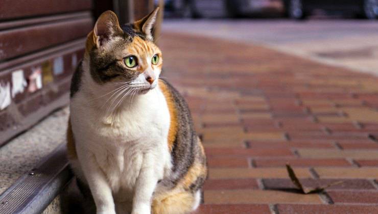 Gatto con tre colori e occhi brillanti