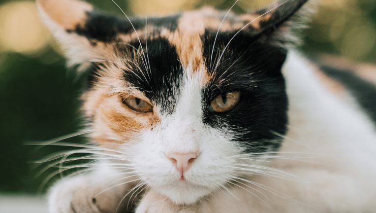 Gatto con espressione contrariata