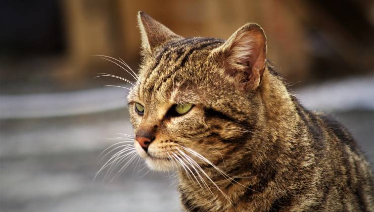 Gatto randagio