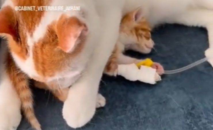 gatto rico padre adottivo