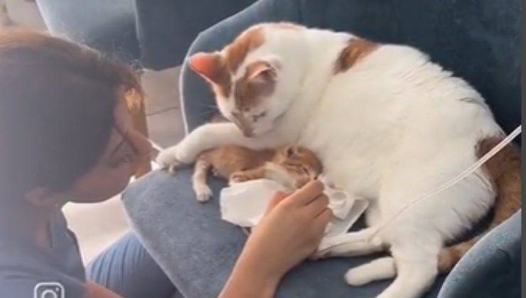 gatto rico cura micino