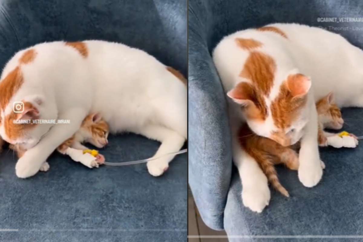 cucciolo clinica gatto Rico