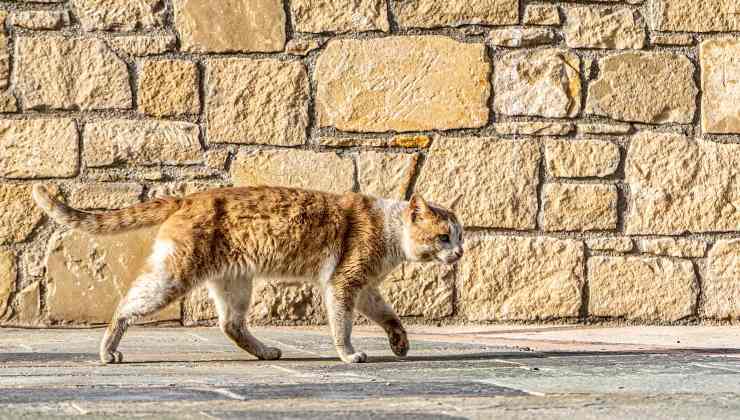 gatto rosso randagio