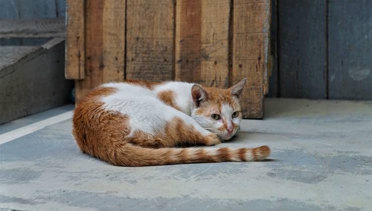 Gatto rosso si rilassa 