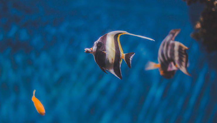 pesci nell'acquario