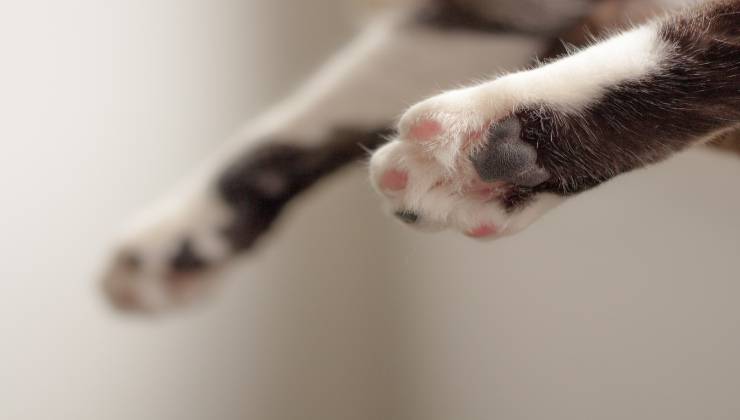 Come evitare che il gatto graffi i mobili