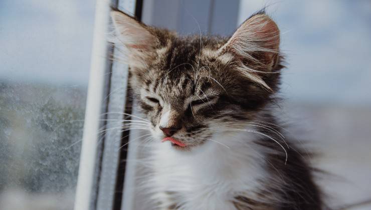 Il felino mi lecca