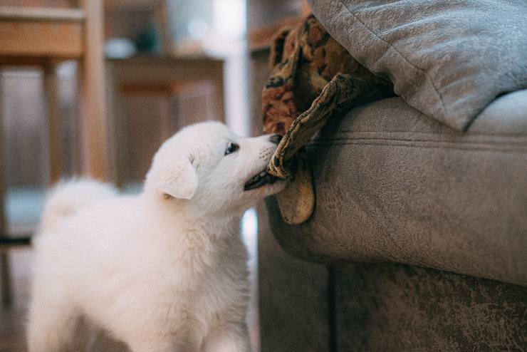 I cani che restano in casa da soli