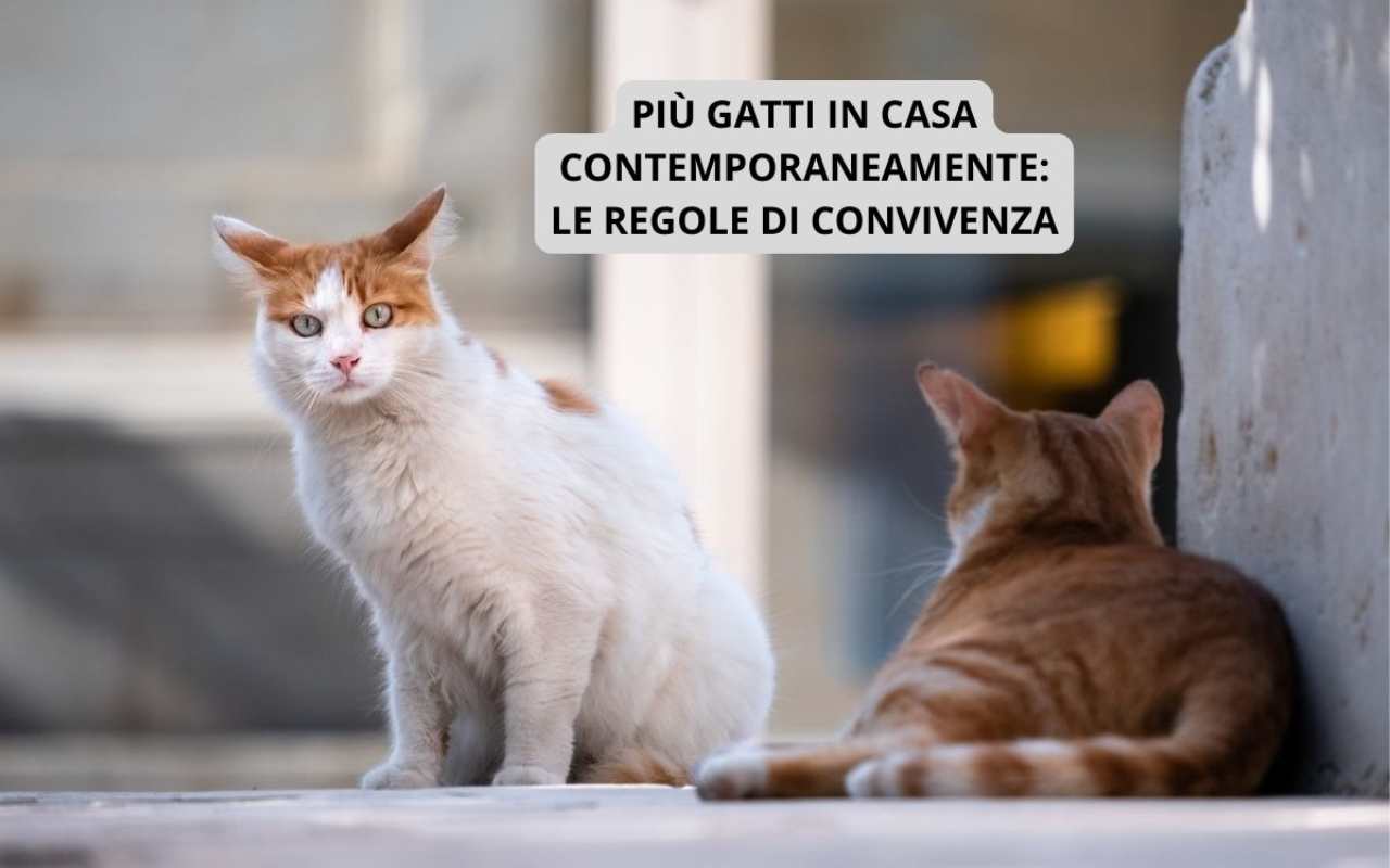 più gatti in casa contemporaneamente