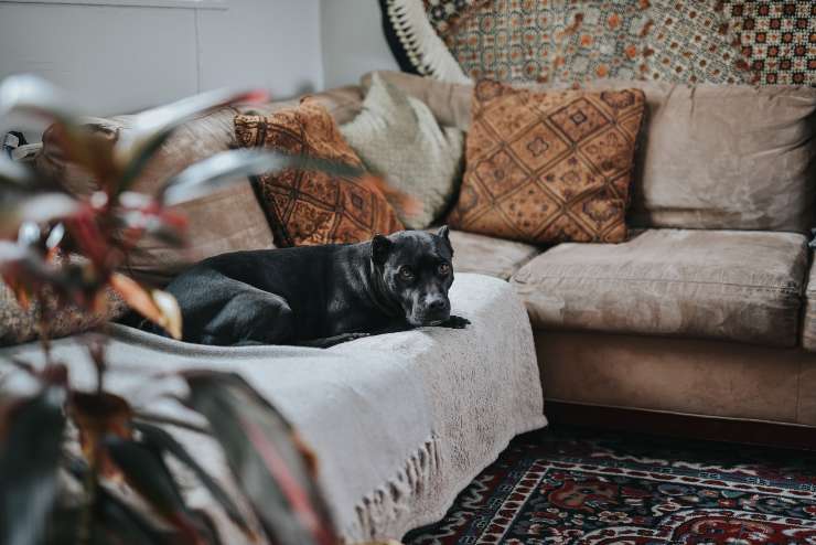 Il comportamento dei cani