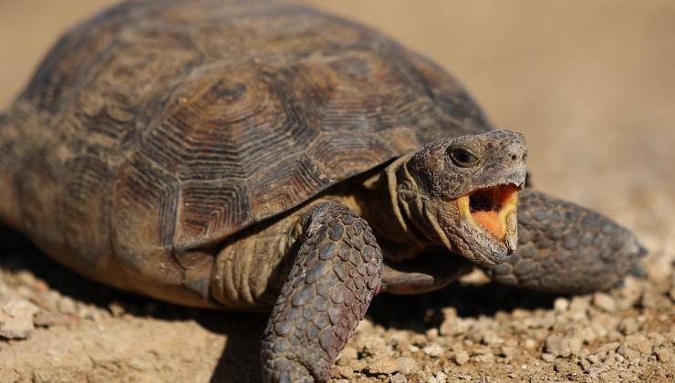 tartaruga azzannatrice nel deserto