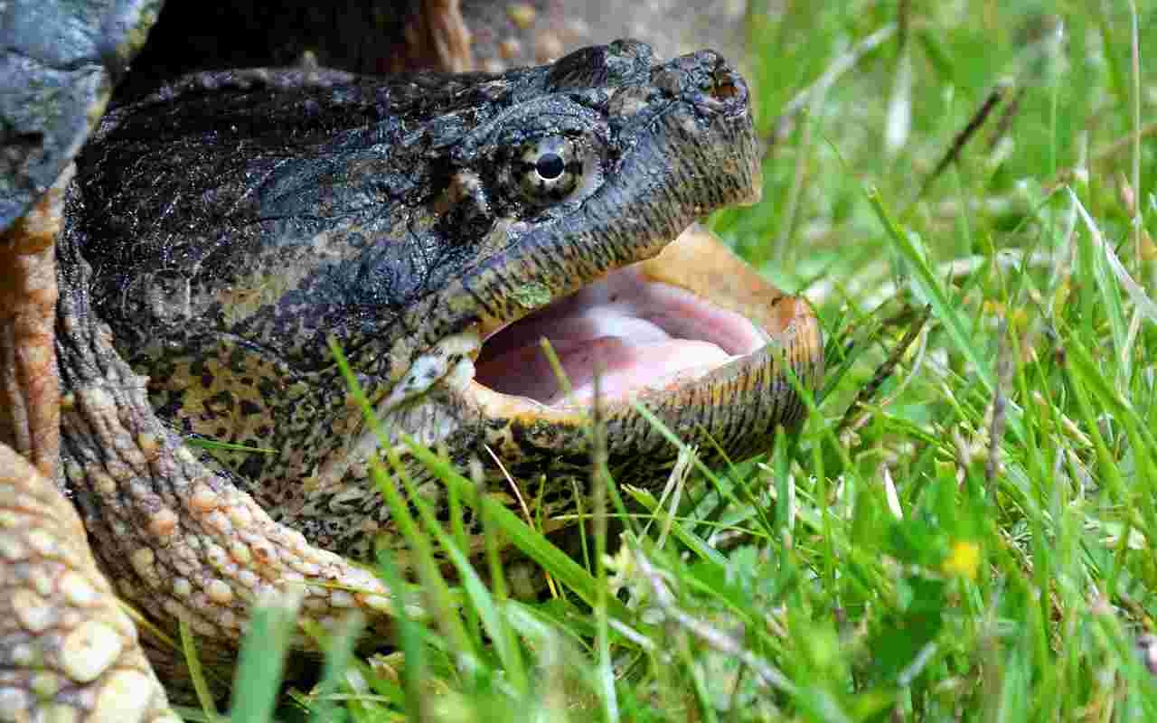 Tartaruga azzannatrice