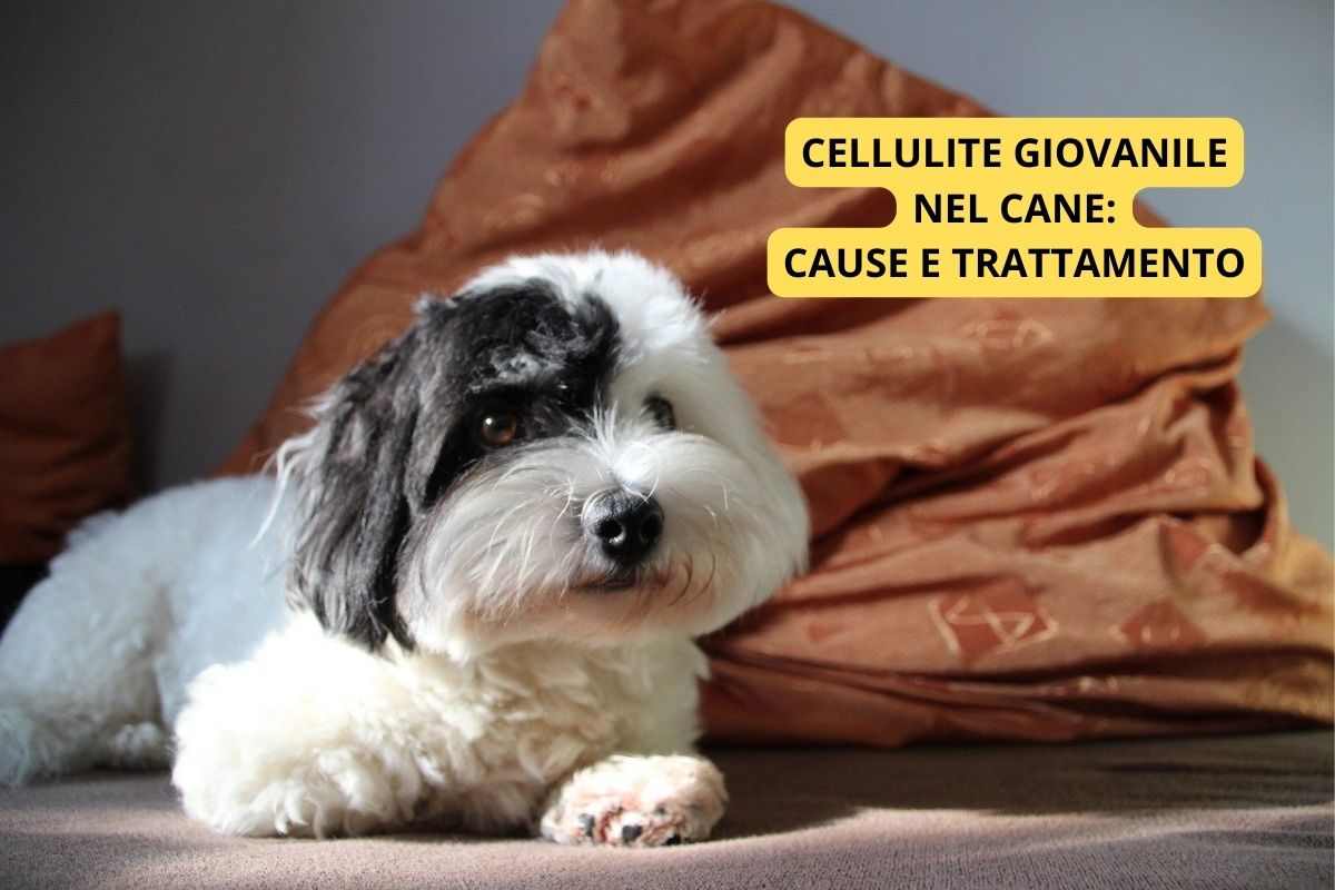 Cane cucciolo che può avere la cellulite giovanile