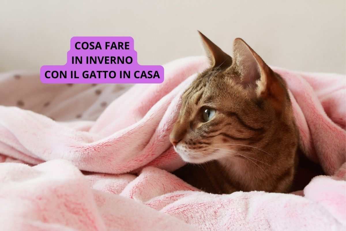 Gatto in casa in inverno che non sa cosa fare