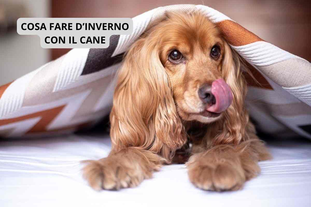 Cane che non sa che cosa fare in inverno