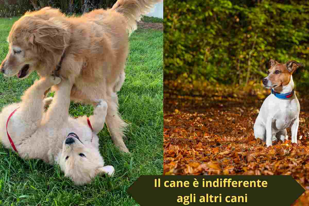 Cani che giocano e cane solitario