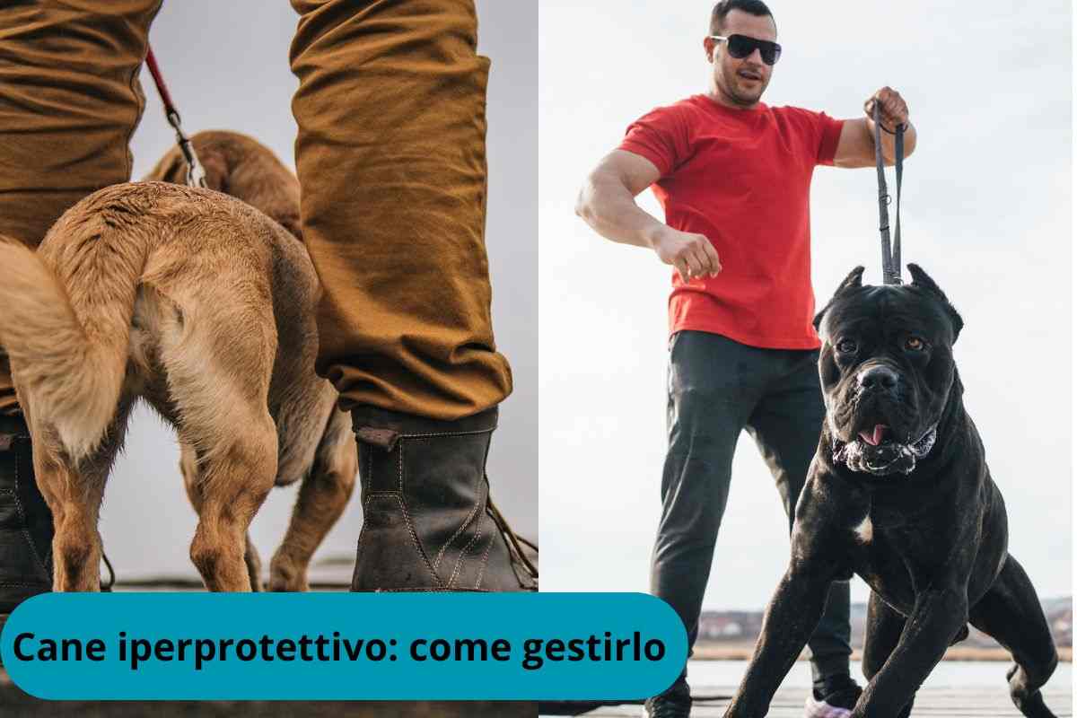 Cani che difendono i propri padroni da tutto