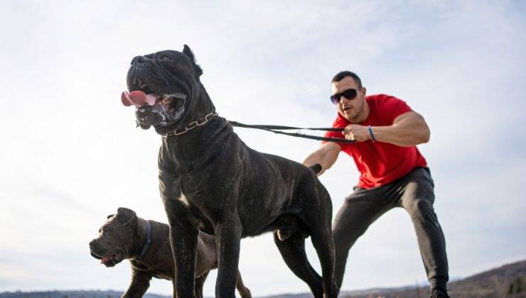 Cani iperprotettivi che difendono il loro padrone
