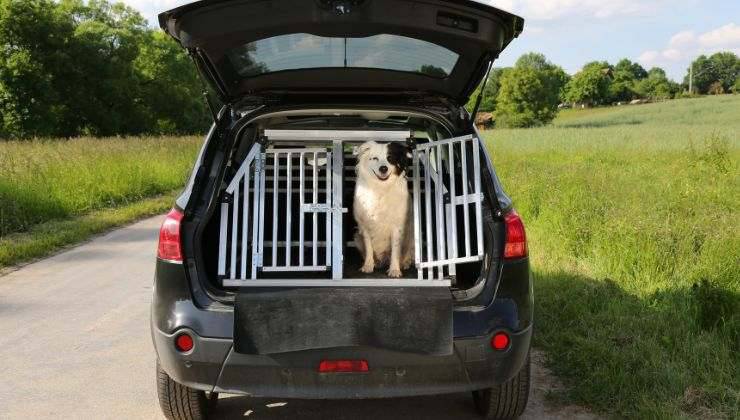 Cane nel vano posteriore della macchina
