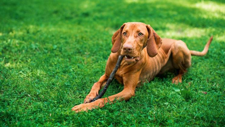 Cane magro sul prato che morde legnetto