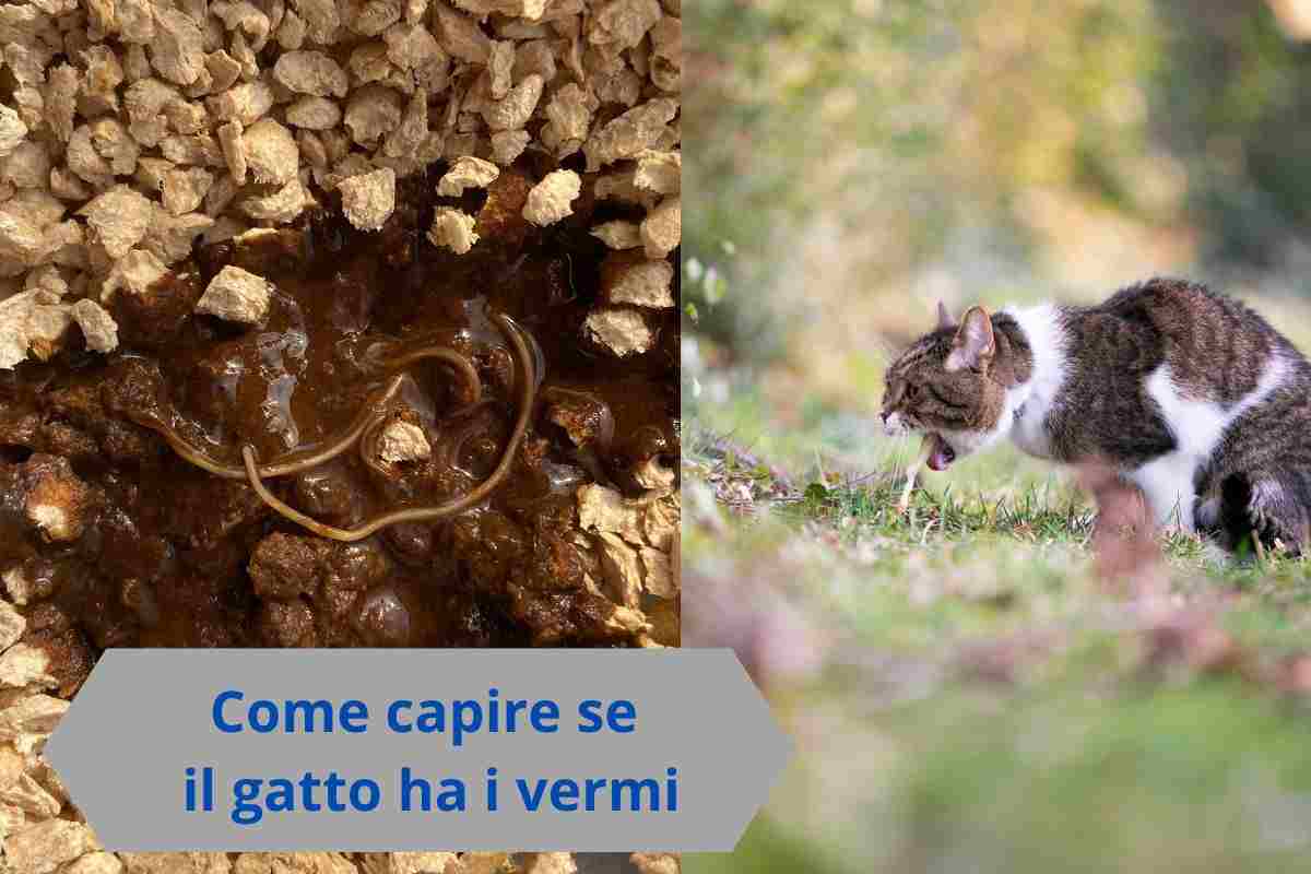 Vermi nelle feci del gatto e gatto che vomita