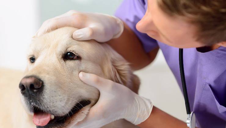 Osservazione del cranio del cane