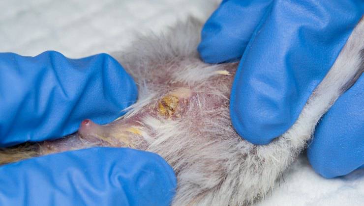 Criceto sotto l'osservazione del veterinario