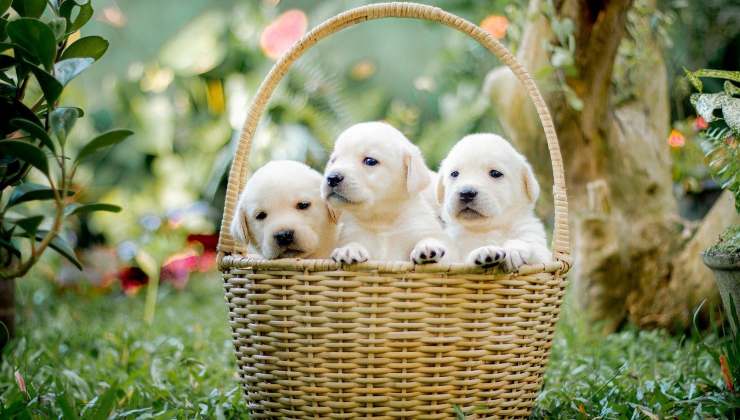 cuccioli di cane nel cestino