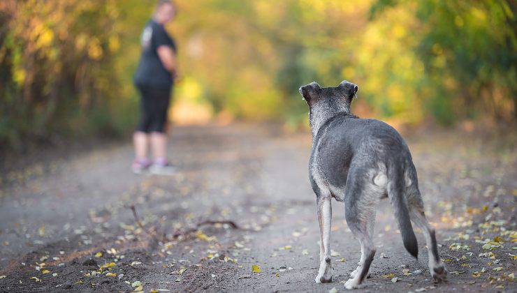 donna nel parco che chiama il cane