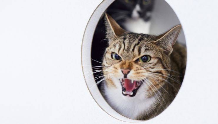 Gatto arrabbiato