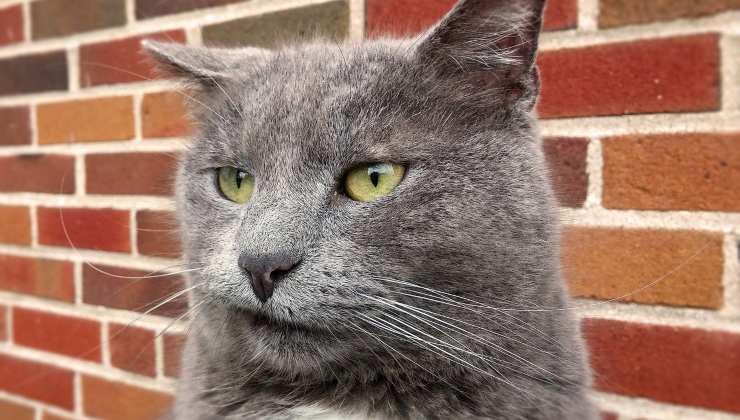 Gatto con espressione infastidita