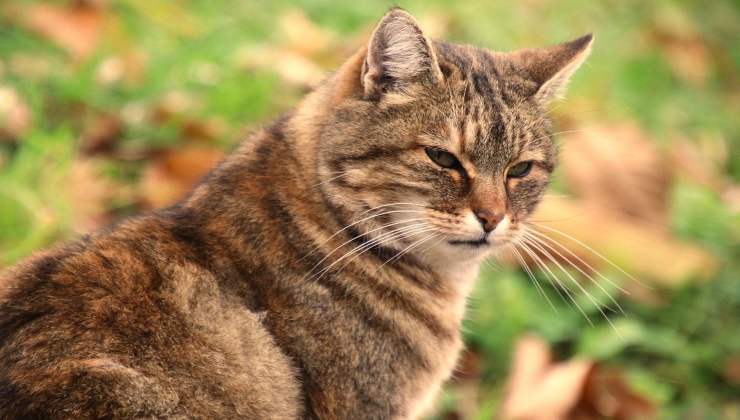 Gatto con espressione infastidita