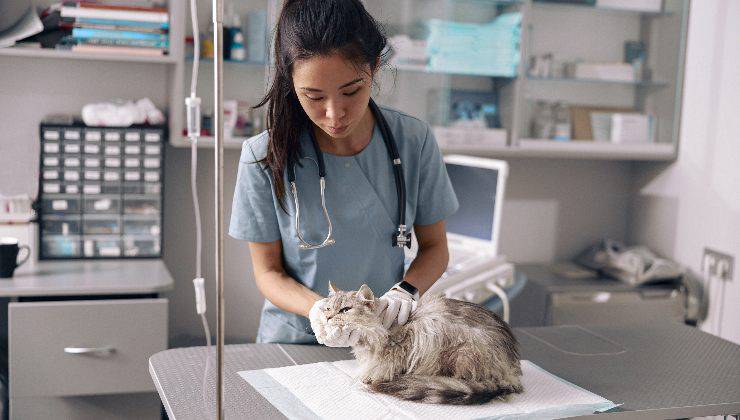 gatto dal veterinario