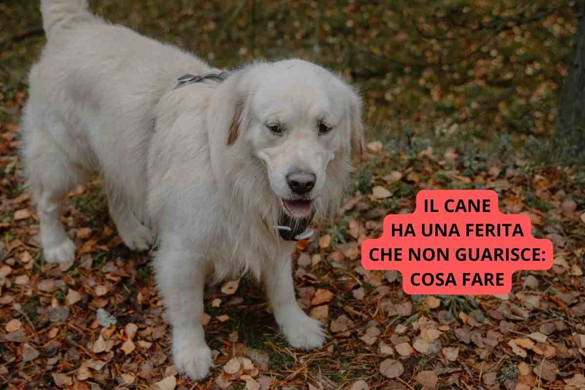 Cane in passeggiata