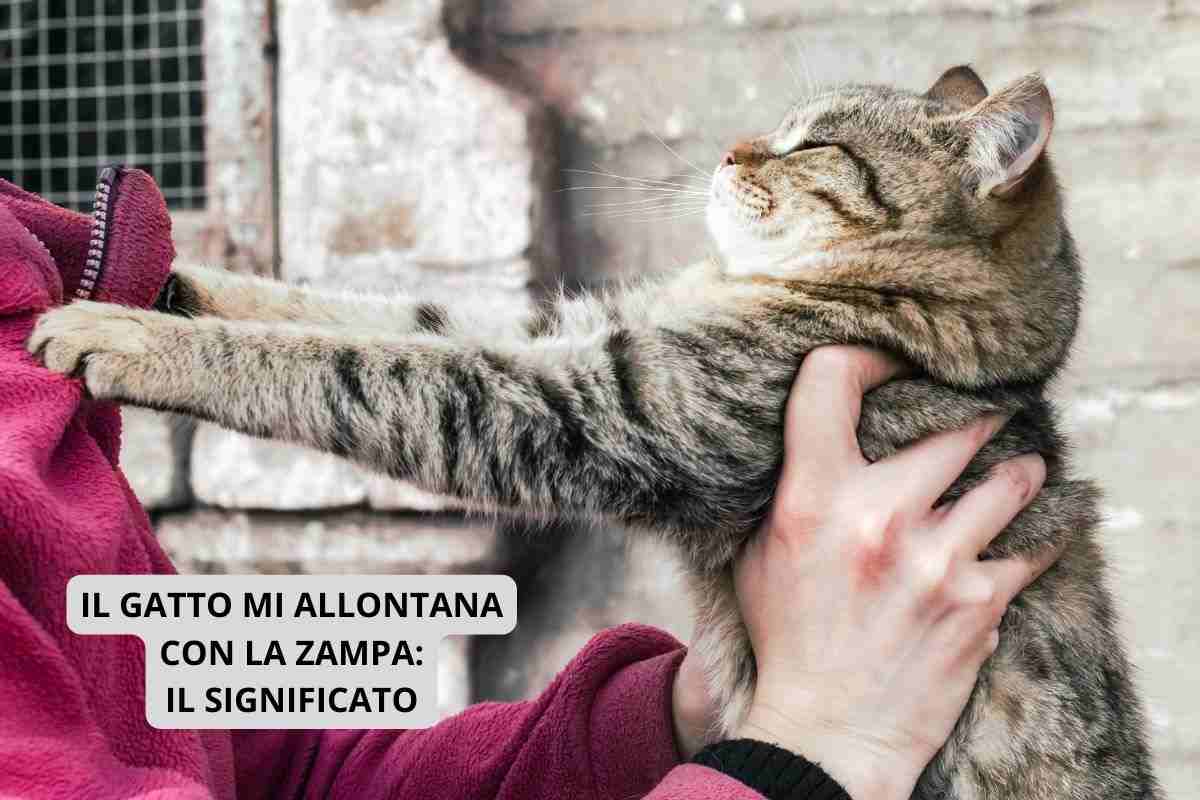 Gatto allontana con la zampa una persona