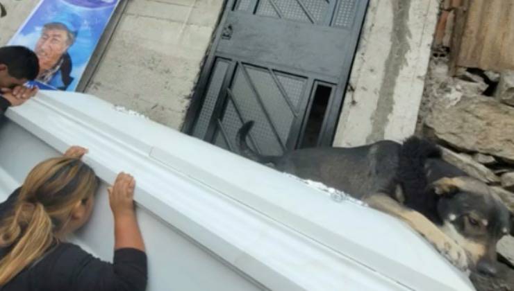 il cane si adagia sulla bara 