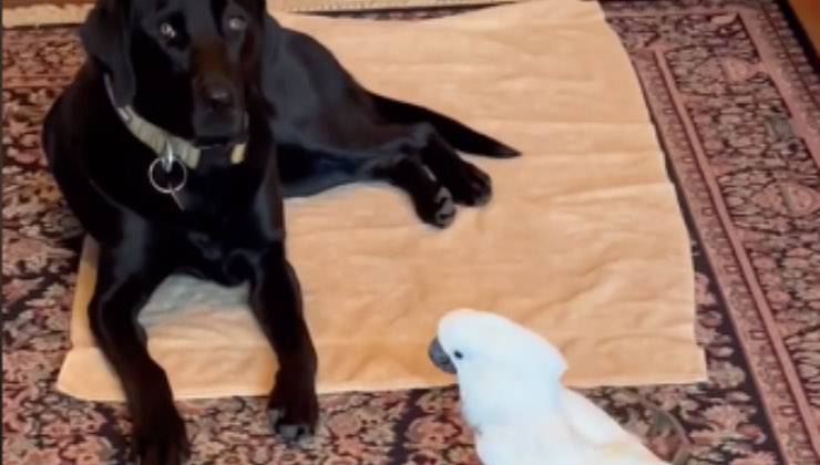 Il cane guarda in camera 