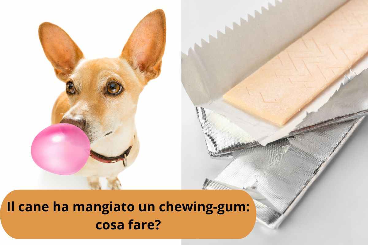Cane mastica una gomma