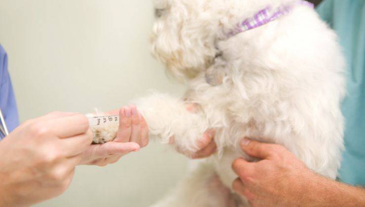 Prelievo di sangue al cane