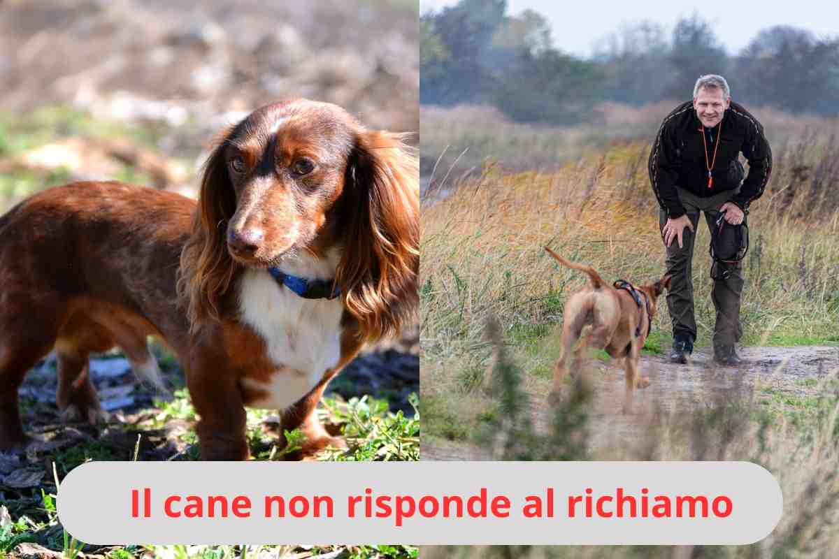 Cane ignora il richiamo e cane che corre incontro al padrone