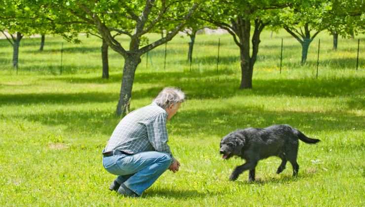 Cane risponde al richiamo